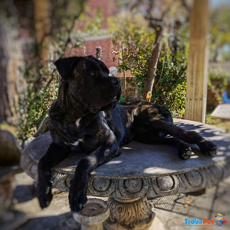 Cuccioli di cane Corso - Foto n. 3