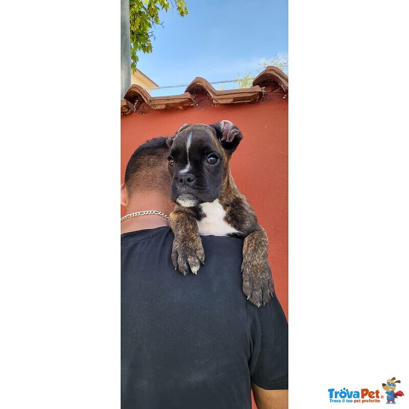 Cuccioli di Boxer di 70 Giorni - Foto n. 2