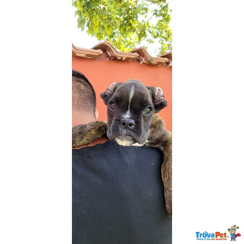 Cuccioli di Boxer di 70 Giorni - Foto n. 3