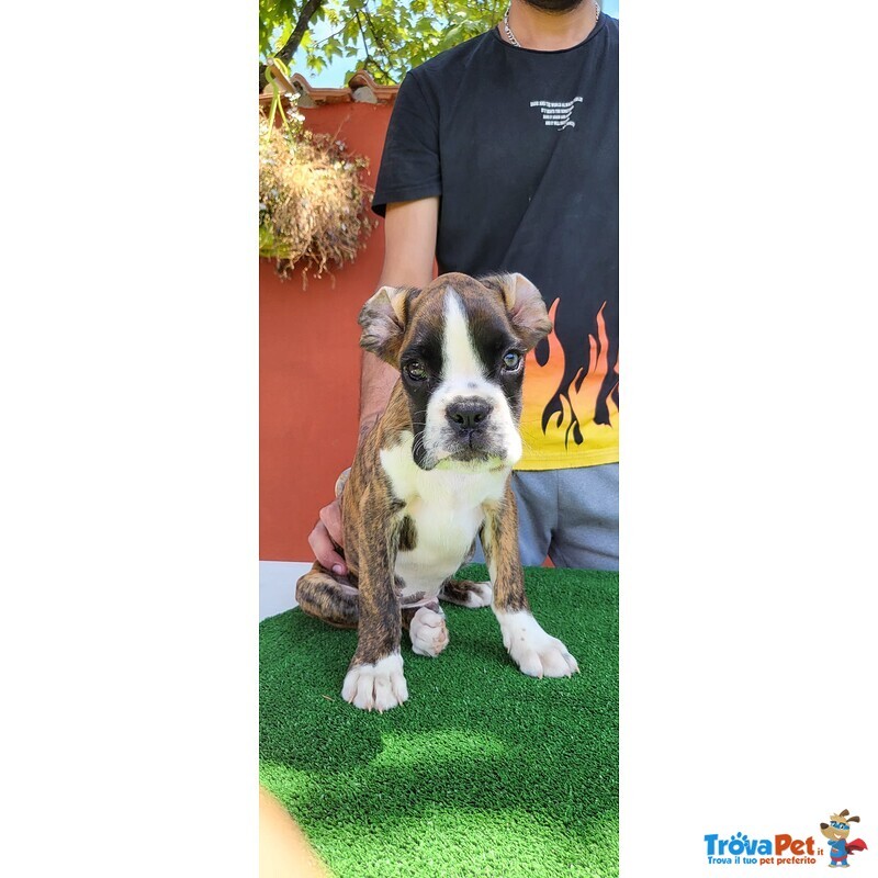 Cuccioli di Boxer di 70 Giorni - Foto n. 1