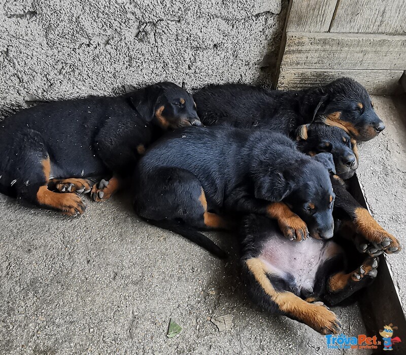 Cuccioli Pastore Della Beauce / Beauceron - Foto n. 2