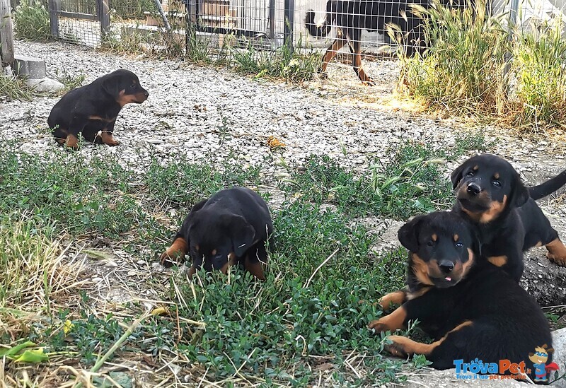 Cuccioli Pastore Della Beauce / Beauceron - Foto n. 3