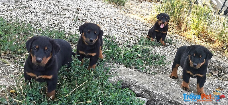 Cuccioli Pastore Della Beauce / Beauceron - Foto n. 4