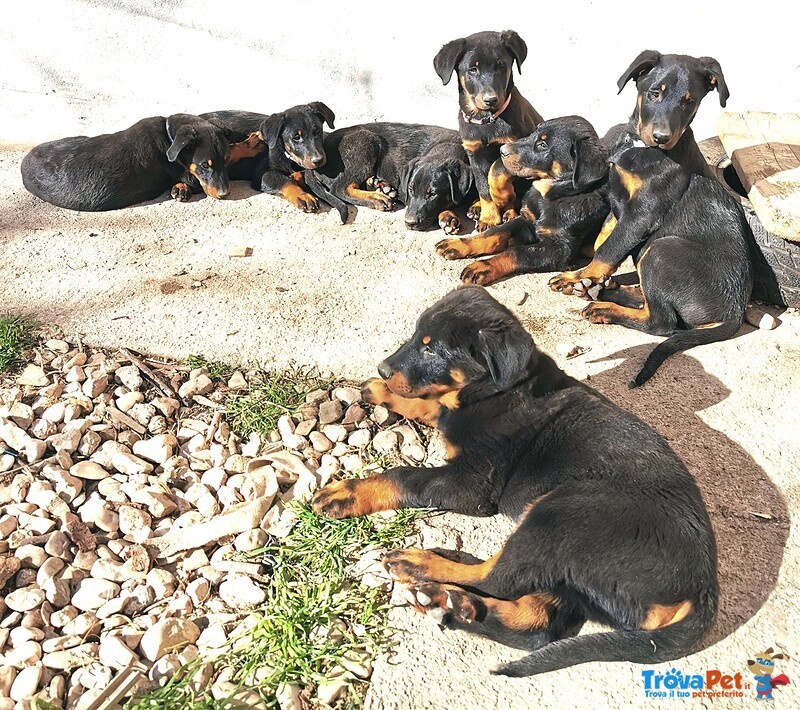 Cuccioli Pastore Della Beauce / Beauceron - Foto n. 6