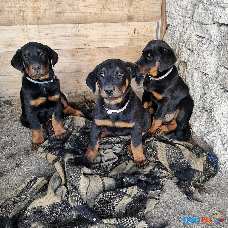 Cuccioli Pastore Della Beauce / Beauceron - Foto n. 7