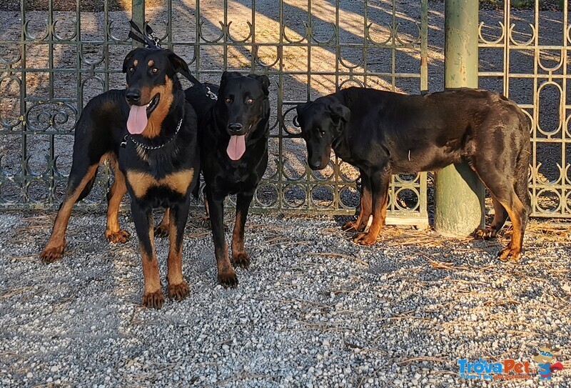 Cuccioli Pastore Della Beauce / Beauceron - Foto n. 9