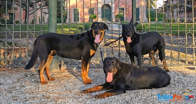 Cuccioli Pastore Della Beauce / Beauceron - Foto n. 1