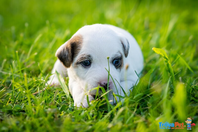 Cuccioli di Parson Russell Terrier - Foto n. 1