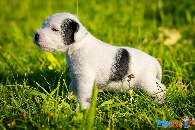 Cuccioli di Parson Russell Terrier - Foto n. 2