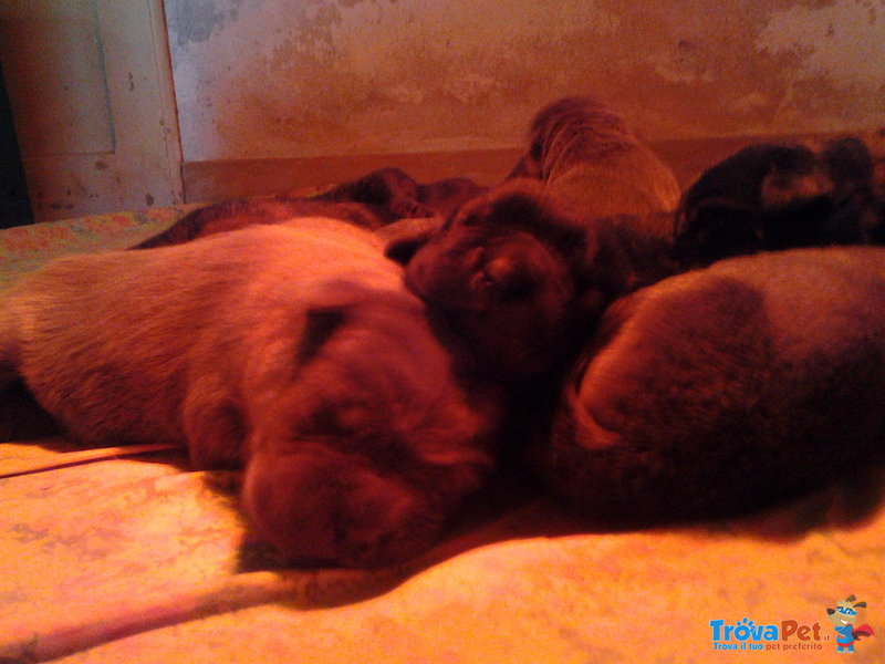 Cuccioli cane Corso Italiano - Foto n. 5