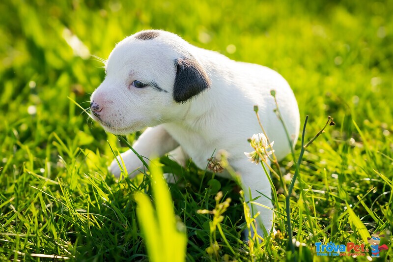 Cuccioli di Parson Russell Terrier - Foto n. 3