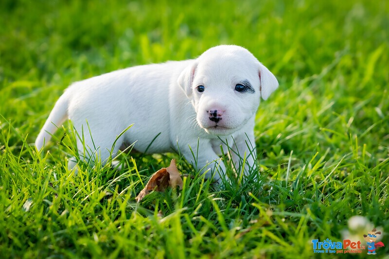 Cuccioli di Parson Russell Terrier - Foto n. 4