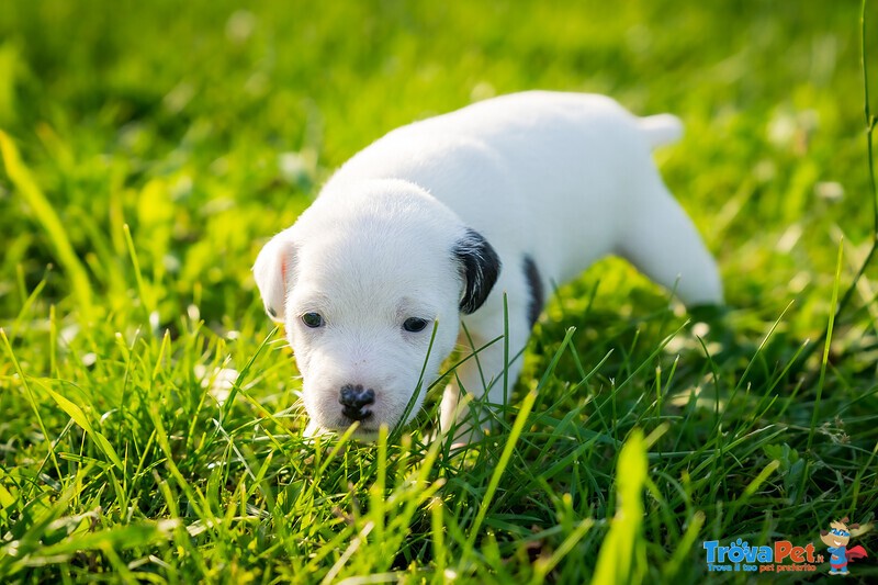 Cuccioli di Parson Russell Terrier - Foto n. 5