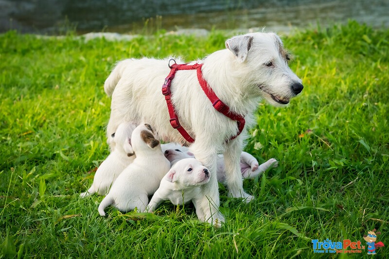 Cuccioli di Parson Russell Terrier - Foto n. 6