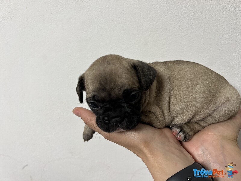 Cuccioli di Bulldog Francese - Foto n. 2