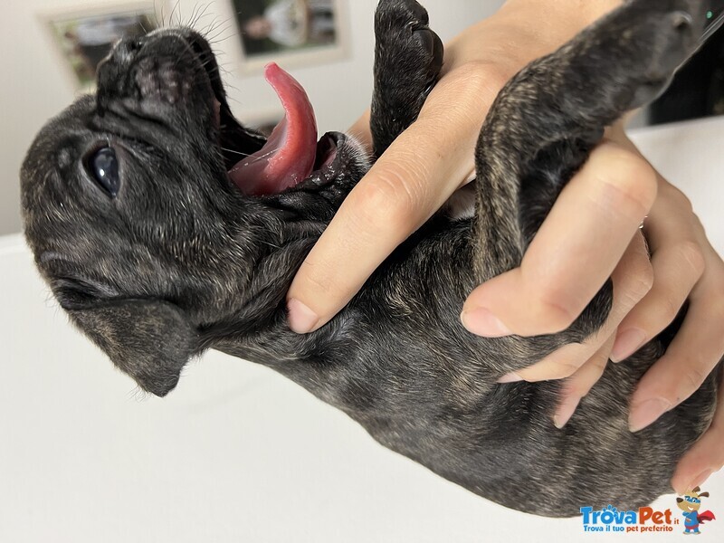 Cuccioli di Bulldog Francese - Foto n. 3