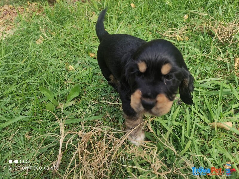 Cocker Spaniel Inglese Cuccioli - Foto n. 4