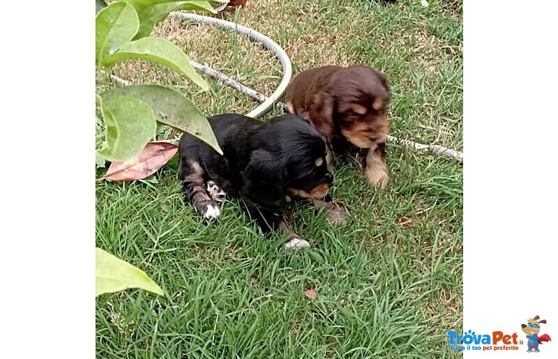 Cocker Spaniel Inglese Cuccioli - Foto n. 5