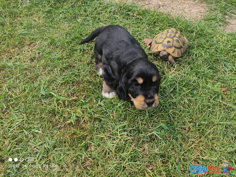 Cocker Spaniel Inglese Cuccioli - Foto n. 7