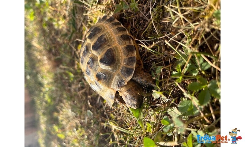 Testudo Horsfieldi - Foto n. 1