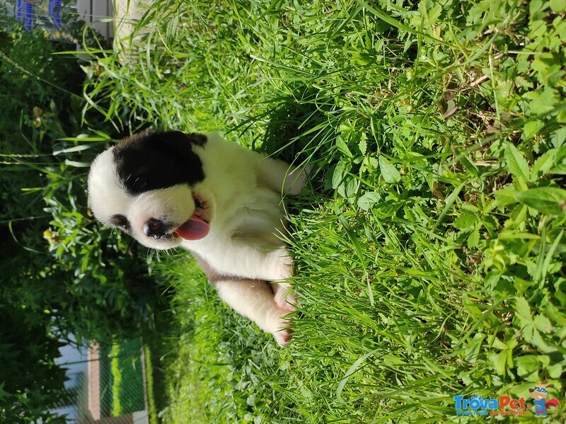 Vendo Cuccioli di san Bernardo - Foto n. 2