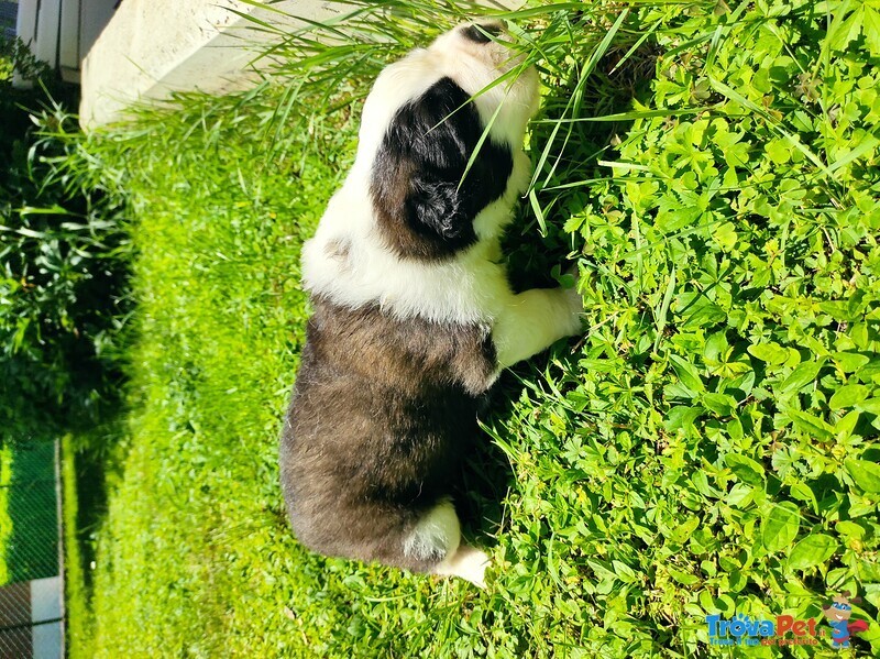 Vendo Cuccioli di san Bernardo - Foto n. 4