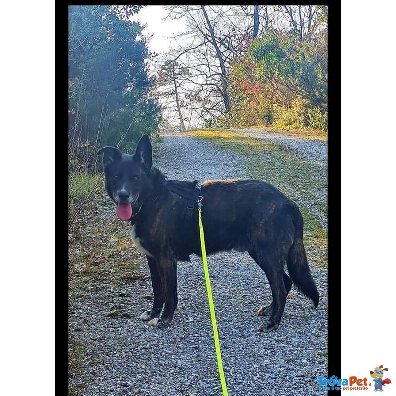 Pigolo Lupone nero 6anni Ubbidiente e Dolcissimo Aspetta 1affetto X la vita Toscana - Foto n. 2