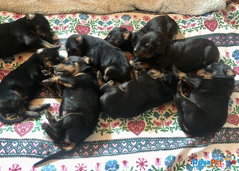 Cuccioli Dobermann - Foto n. 1