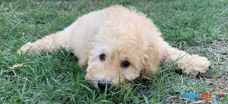 Cuccioli Barboncino - Foto n. 2