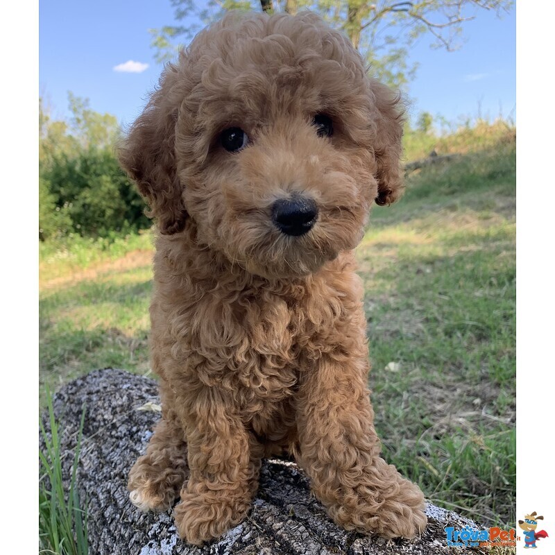 Cuccioli Barboncino - Foto n. 3