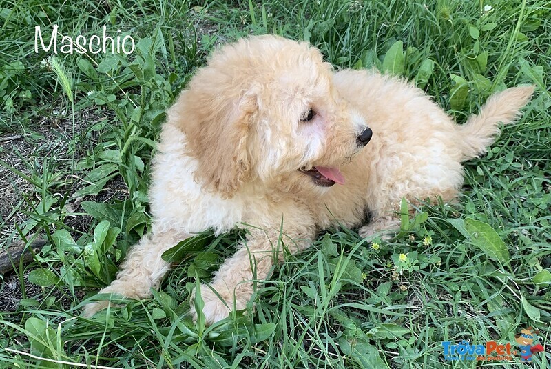 Cuccioli Barboncino - Foto n. 6