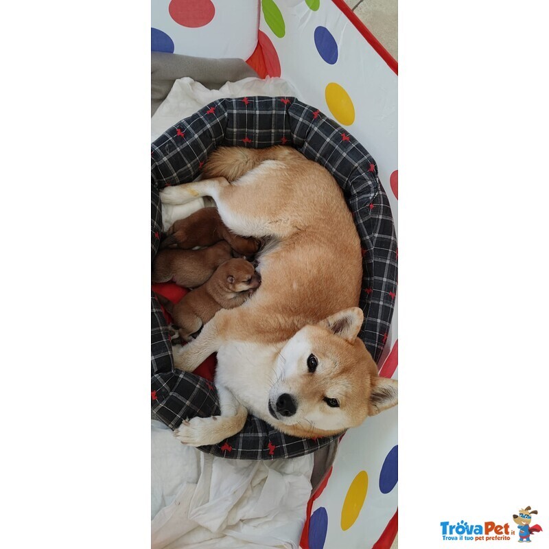 Vendo Cuccioli di Shiba Inu - Foto n. 1