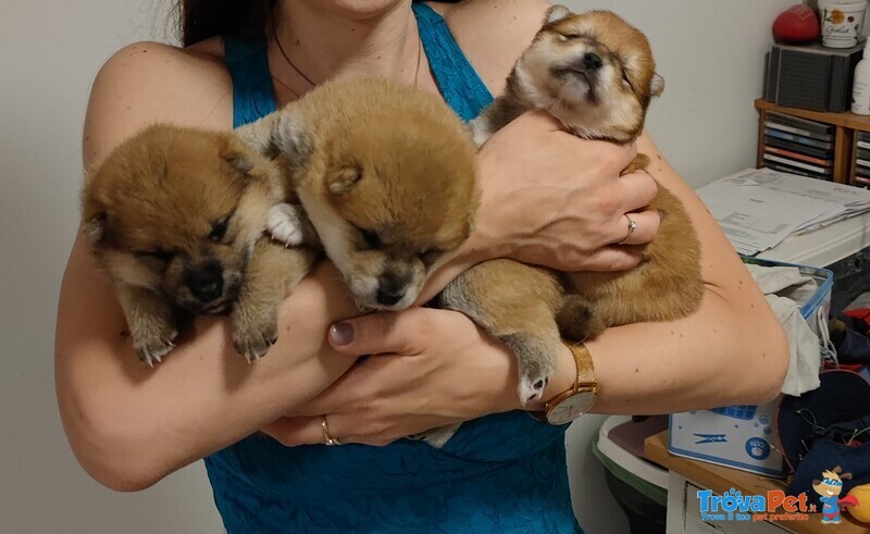 Vendo Cuccioli di Shiba Inu - Foto n. 2