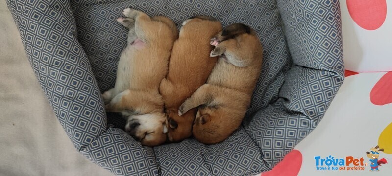 Vendo Cuccioli di Shiba Inu - Foto n. 3