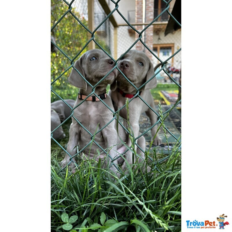 Cuccioli di Weimaraner - Foto n. 3