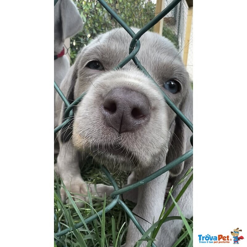 Cuccioli di Weimaraner - Foto n. 5