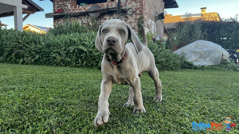 Cuccioli di Weimaraner - Foto n. 1