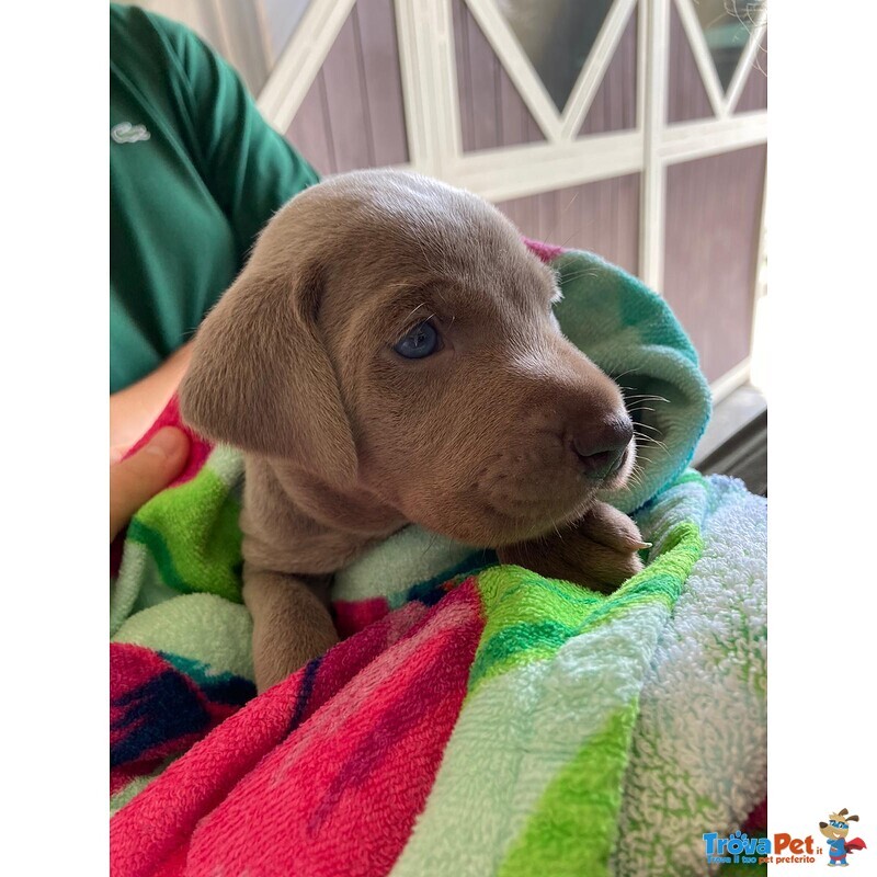 Dolcissimi Weimaraner - Foto n. 1