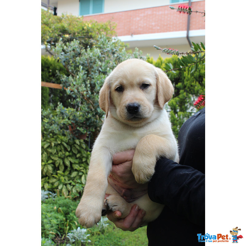 Cuccioli Labrador con Pedigree - Foto n. 1