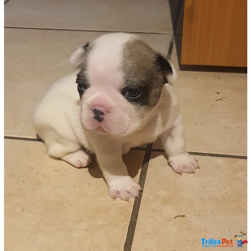 Cuccioli Bulldog Francese - Foto n. 3