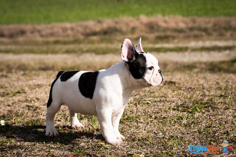 Cuccioli Bulldog Francese - Foto n. 4