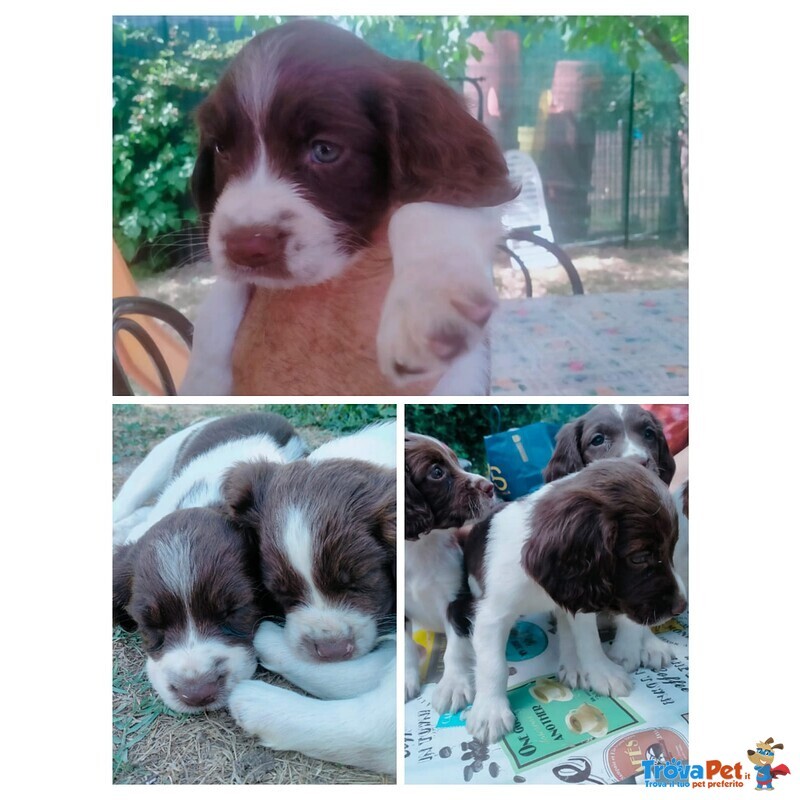 Vendesi Cuccioli Springer Spaniel Maschi e Femmine - Foto n. 2