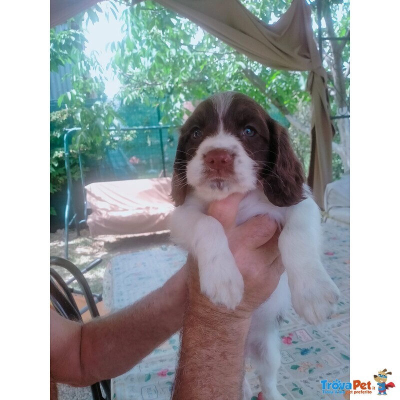 Vendesi Cuccioli Springer Spaniel Maschi e Femmine - Foto n. 1