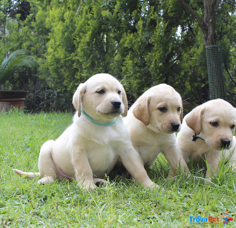 Cuccioli Labrador con Pedigree - Foto n. 2