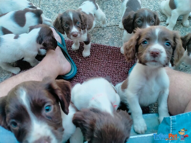 Vendesi Cuccioli Springer Spaniel Maschi e Femmine - Foto n. 3