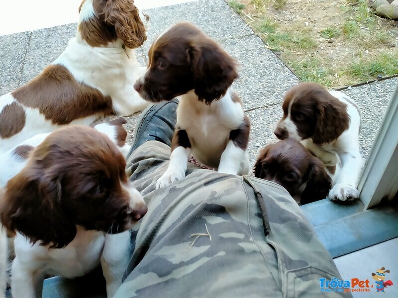 Vendesi Cuccioli Springer Spaniel Maschi e Femmine - Foto n. 4