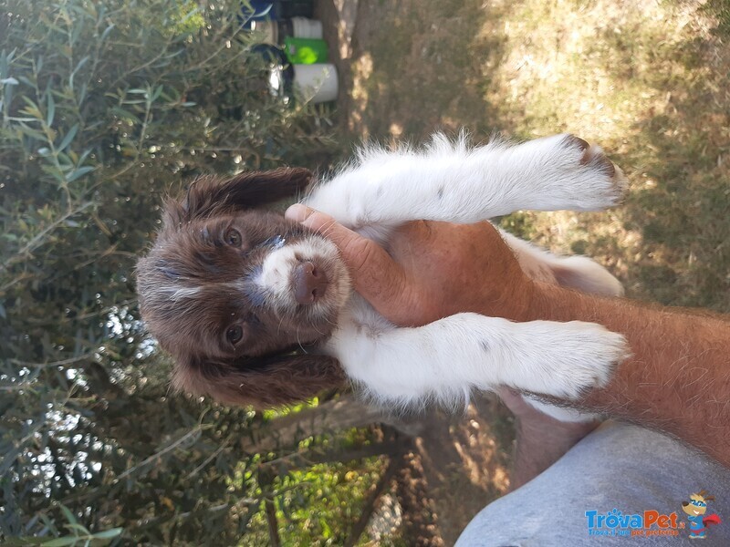 Vendesi Cuccioli Springer Spaniel Maschi e Femmine - Foto n. 5