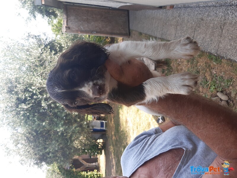 Vendesi Cuccioli Springer Spaniel Maschi e Femmine - Foto n. 6