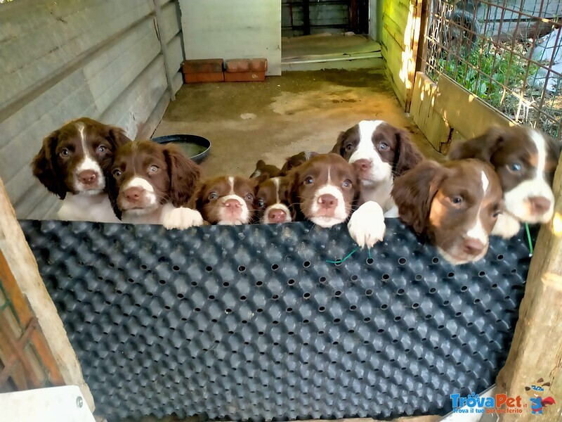 Vendesi Cuccioli Springer Spaniel Maschi e Femmine - Foto n. 8