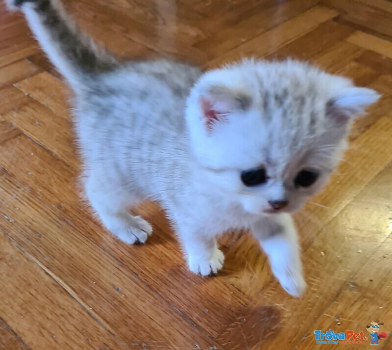 British Shorthair Cucciole Silver con Pedigree - Foto n. 2